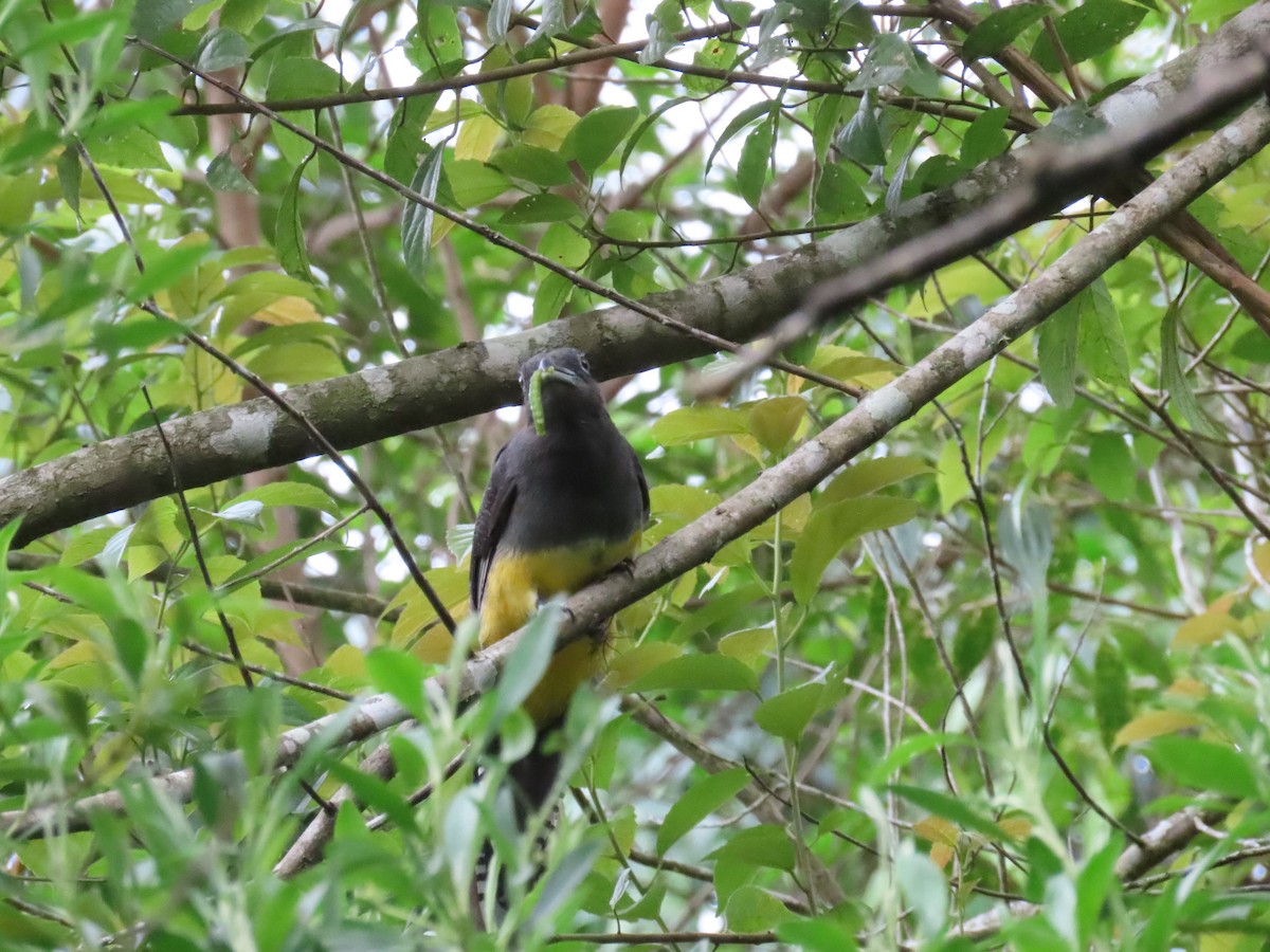 Green-backed Trogon - ML629585833