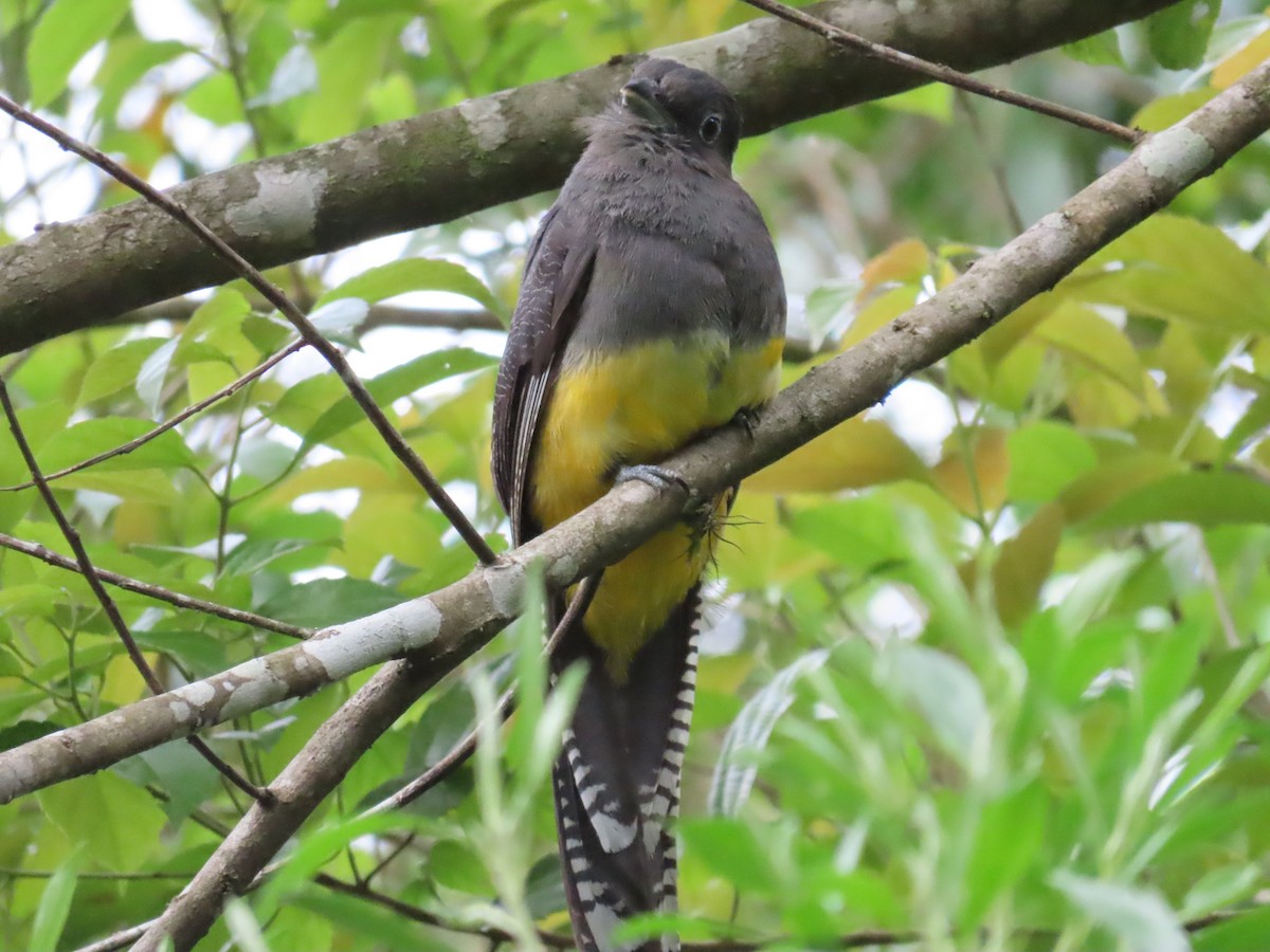 Green-backed Trogon - ML629585834