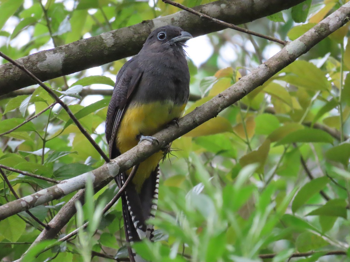 Green-backed Trogon - ML629585835