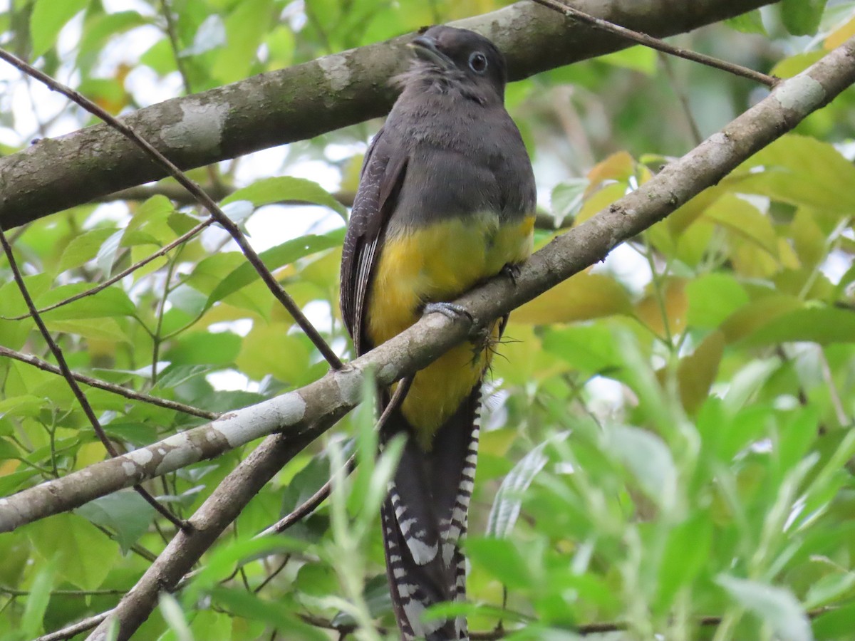 Green-backed Trogon - ML629585836