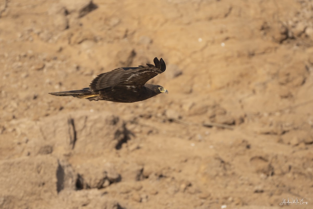 African Harrier-Hawk - ML629585992