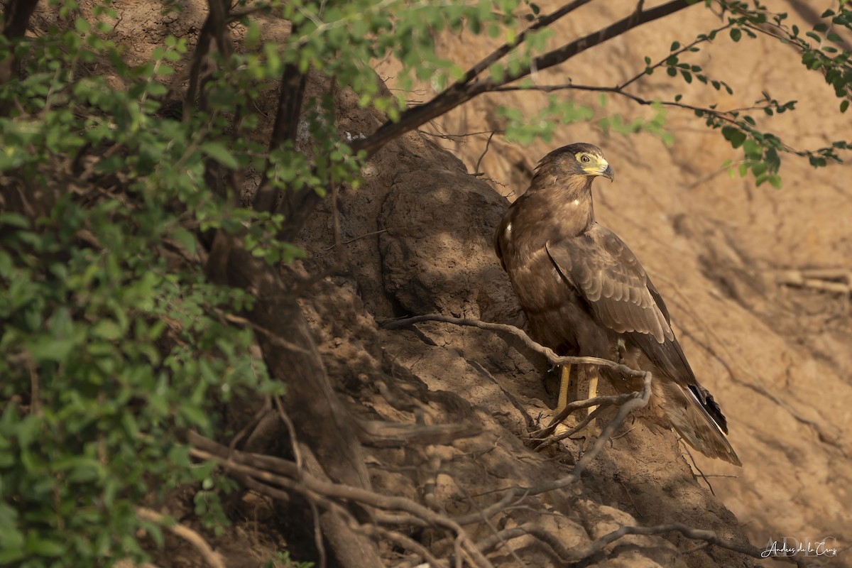 African Harrier-Hawk - ML629586037