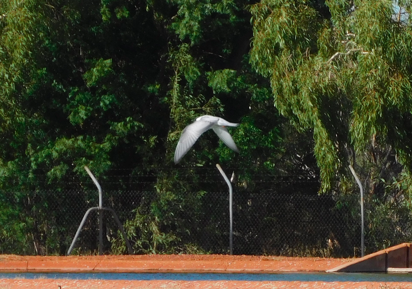 Whiskered Tern - ML629586215