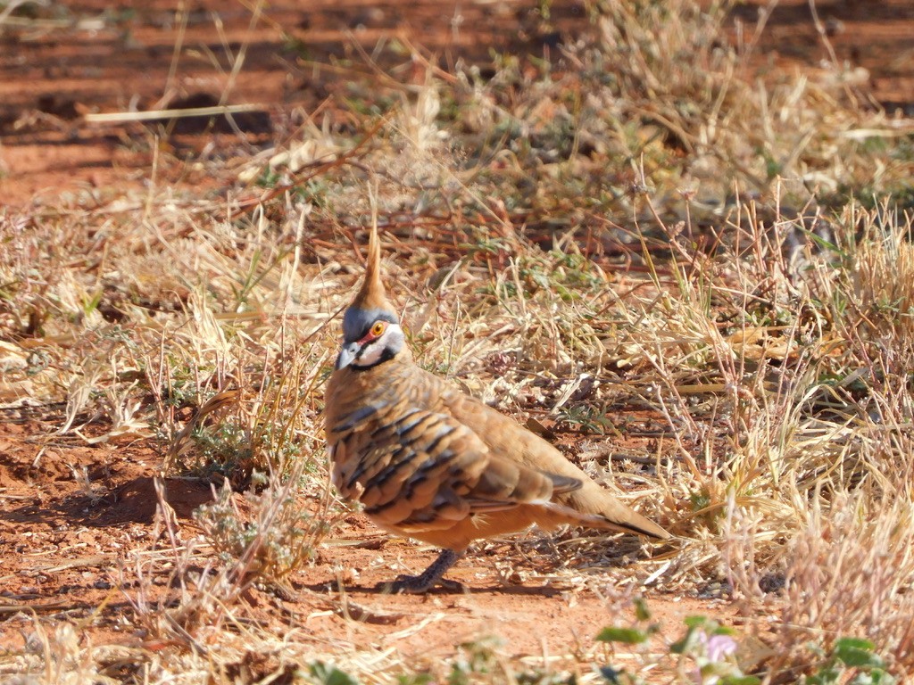 Spinifex Pigeon - ML629586218