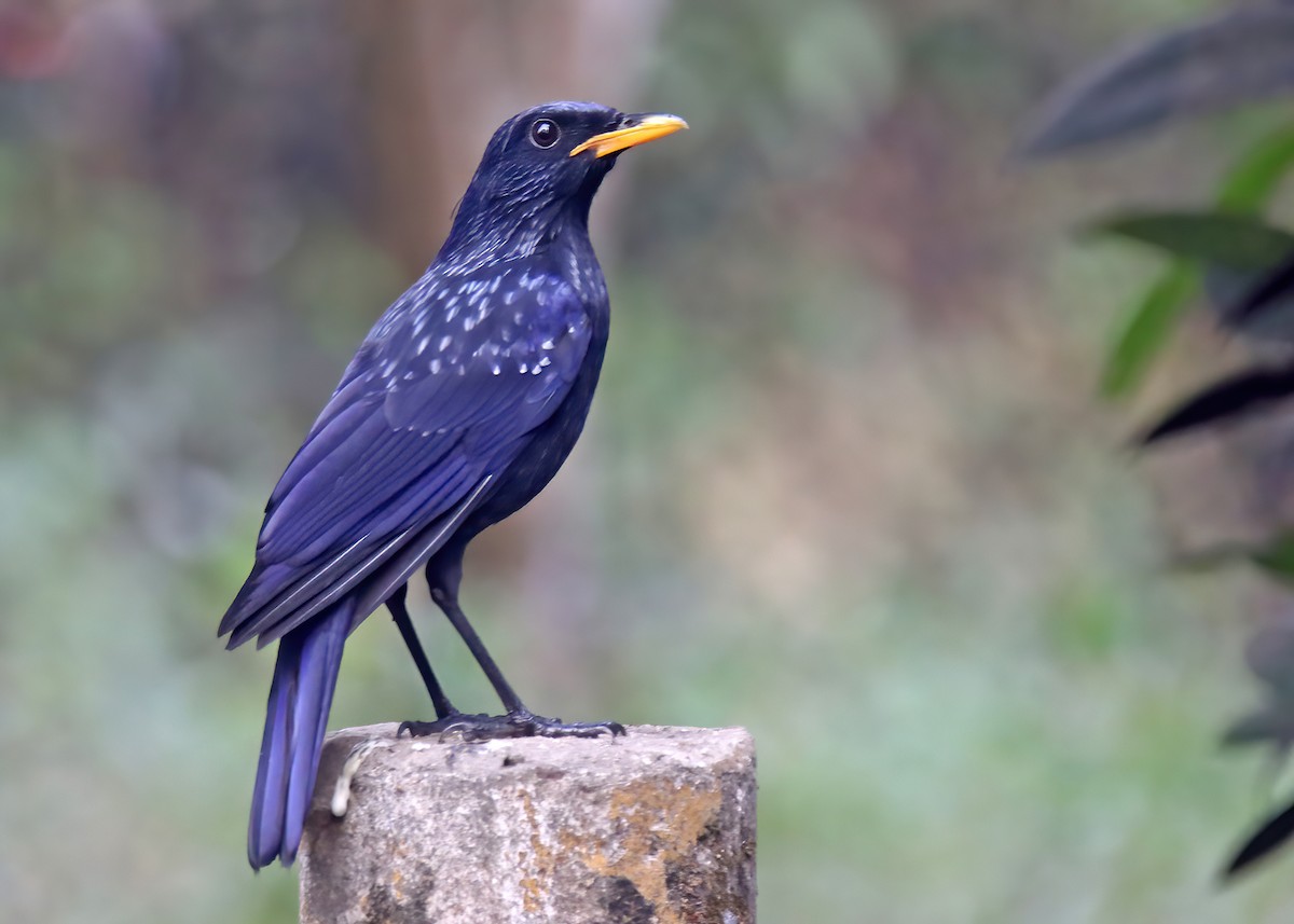 Blue Whistling-Thrush - ML629586240
