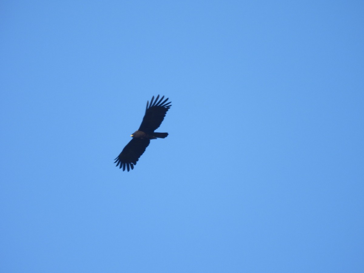 Black Eagle - ML629586274