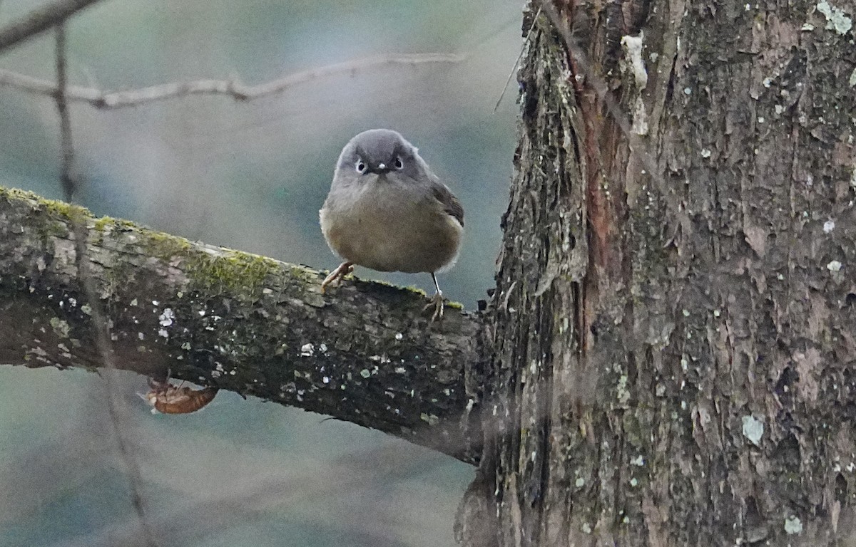David's Fulvetta - ML629586276