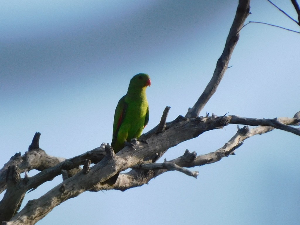 Red-winged Parrot - ML629586510