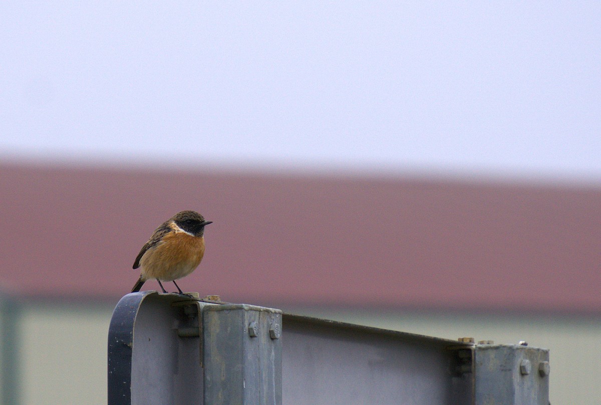 European Stonechat - ML629586523