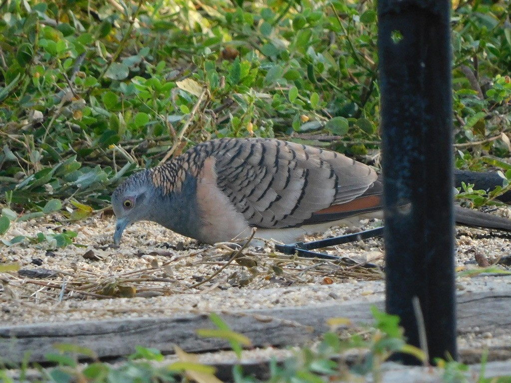 Bar-shouldered Dove - ML629586524