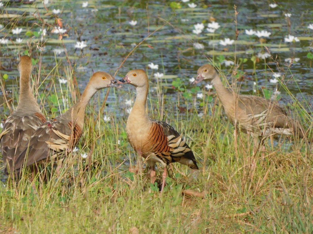 Plumed Whistling-Duck - ML629586536