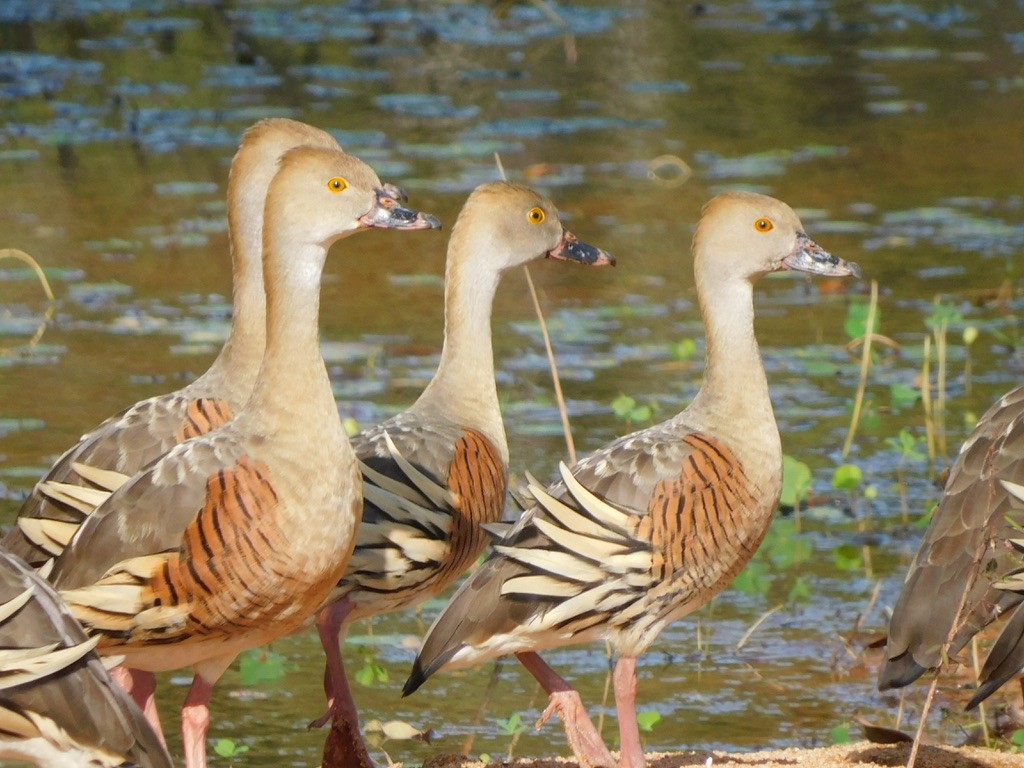 Plumed Whistling-Duck - ML629586539