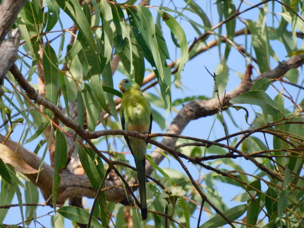 Golden-shouldered Parrot - ML629586541