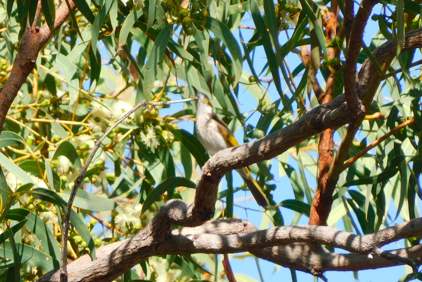White-streaked Honeyeater - ML629586575