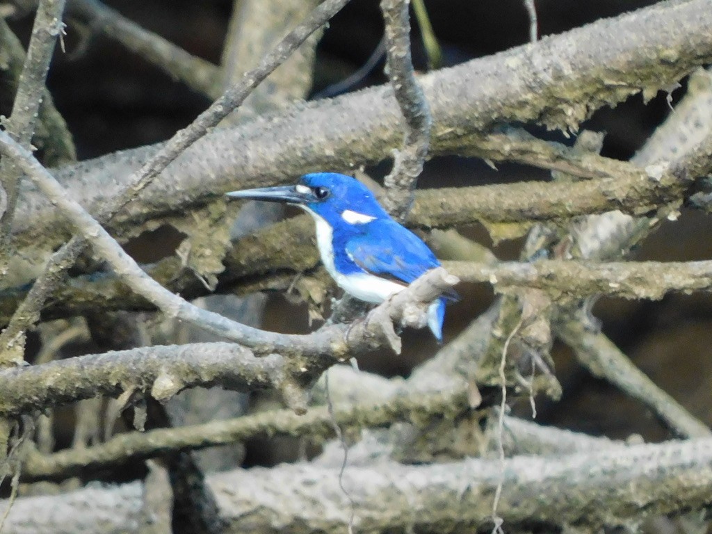 Little Kingfisher - ML629586587