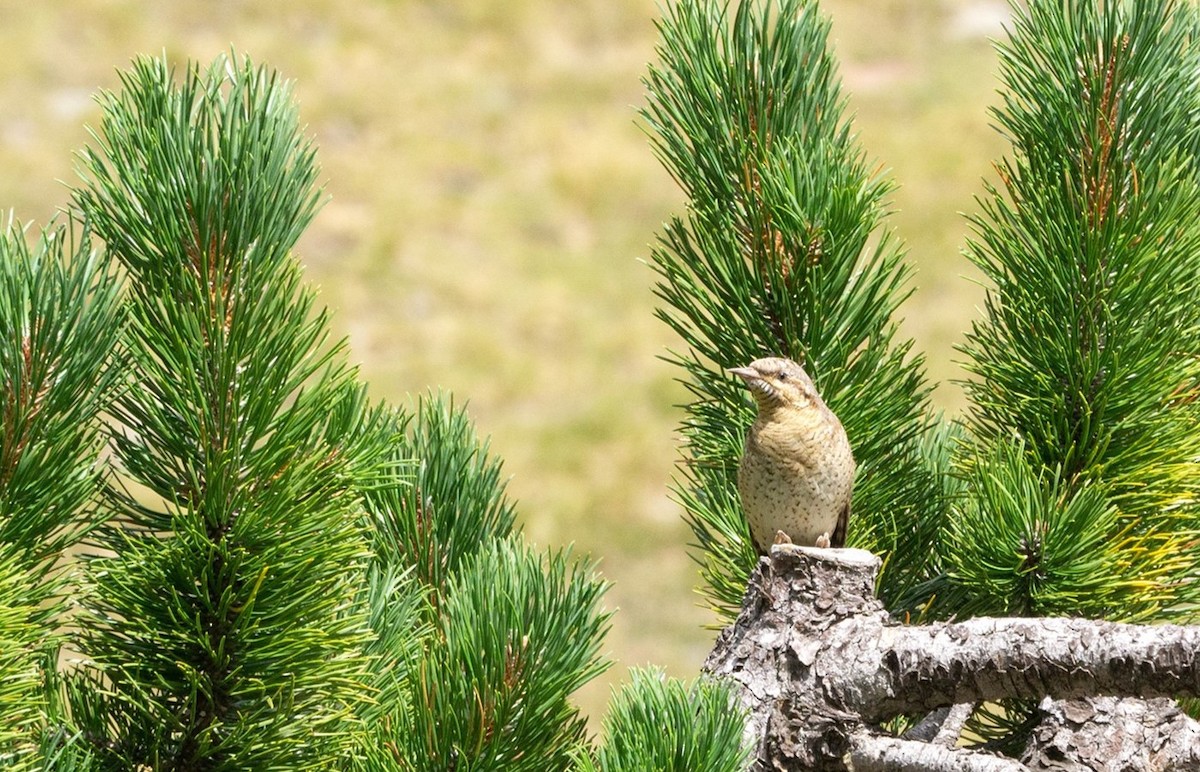 Eurasian Wryneck - ML629586706