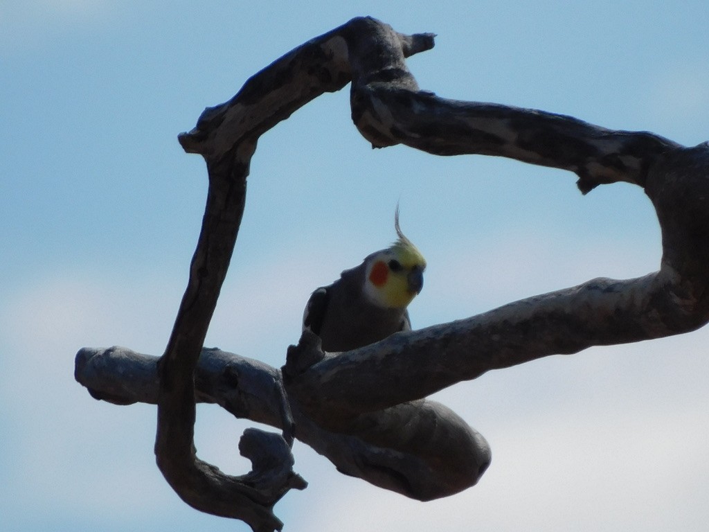 Cockatiel - ML629586747