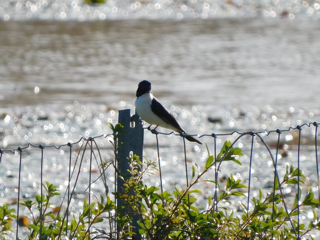 Restless Flycatcher - ML629586787