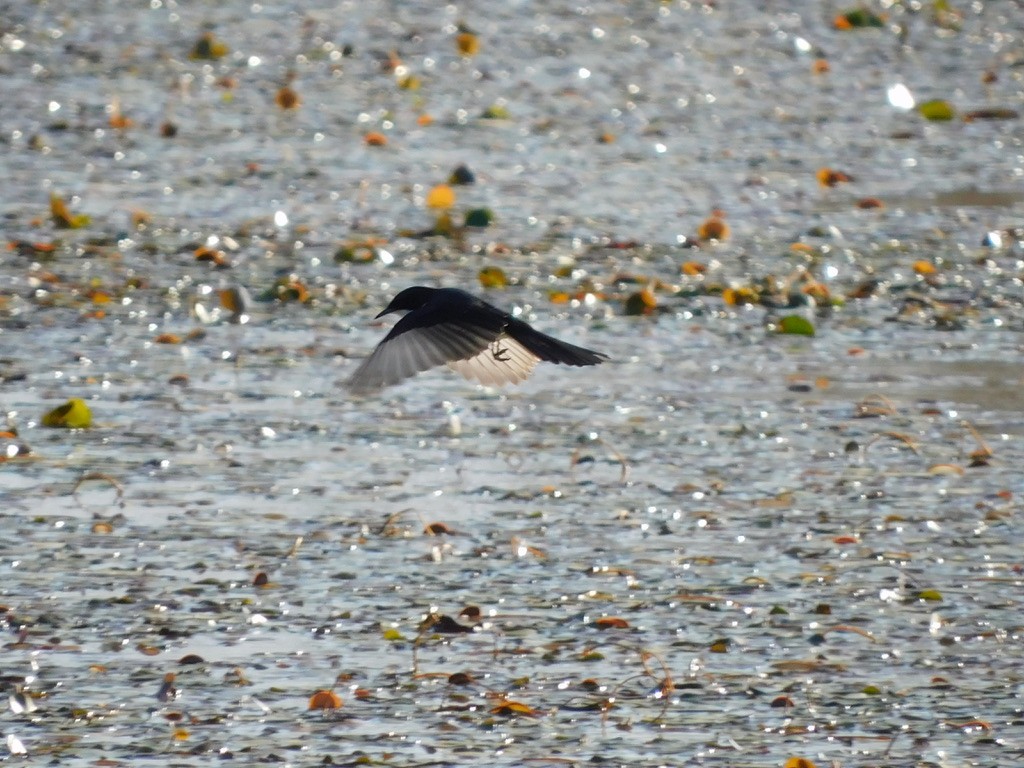 Restless Flycatcher - ML629586790