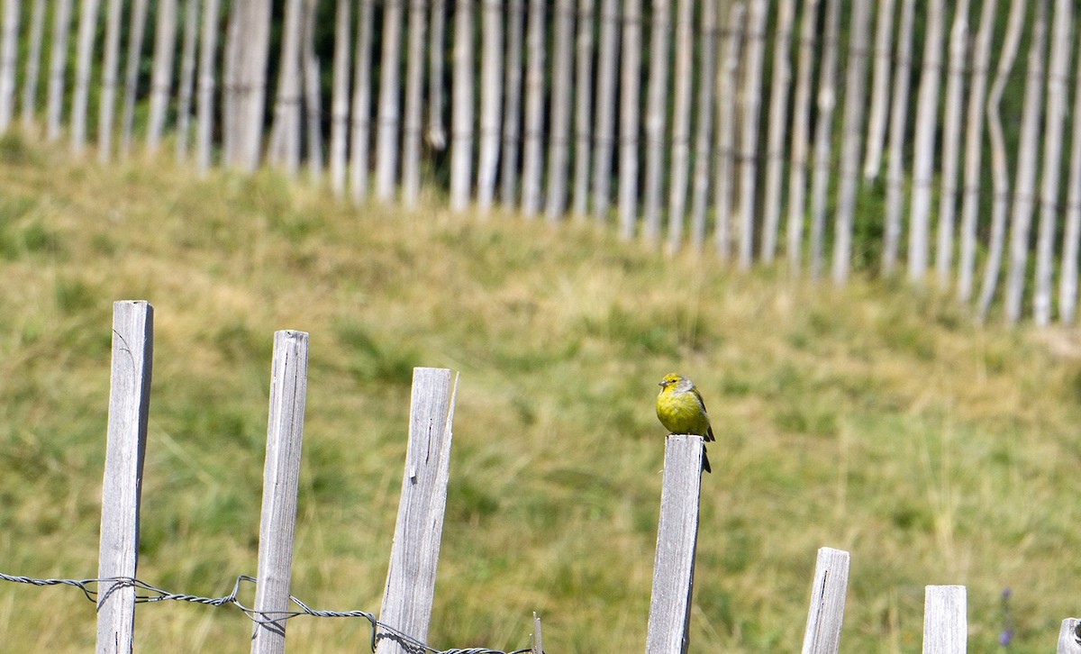 Citril Finch - ML629586808