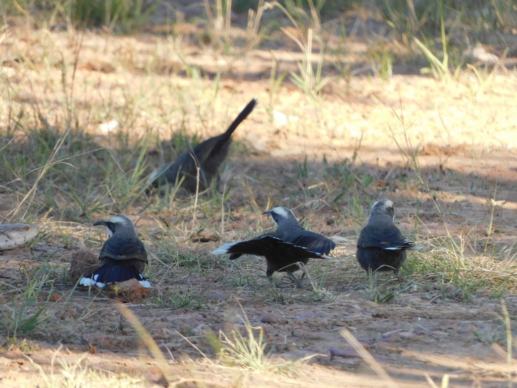Gray-crowned Babbler - ML629586812