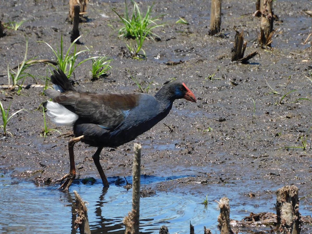 Australasian Swamphen - ML629586880