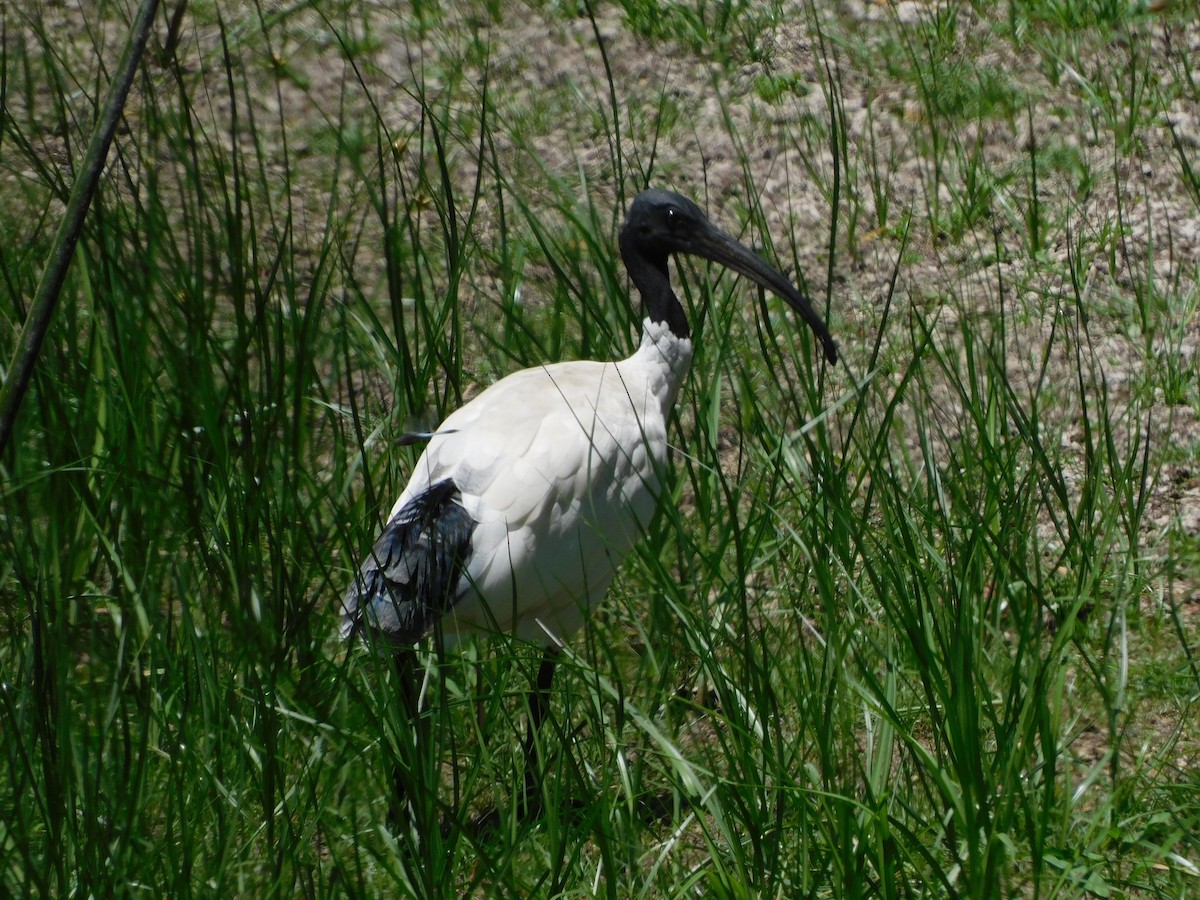 Australian Ibis - ML629586881