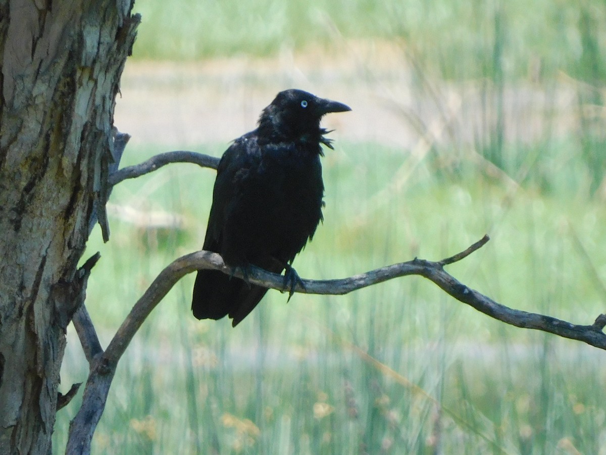 Australian Raven - ML629586882