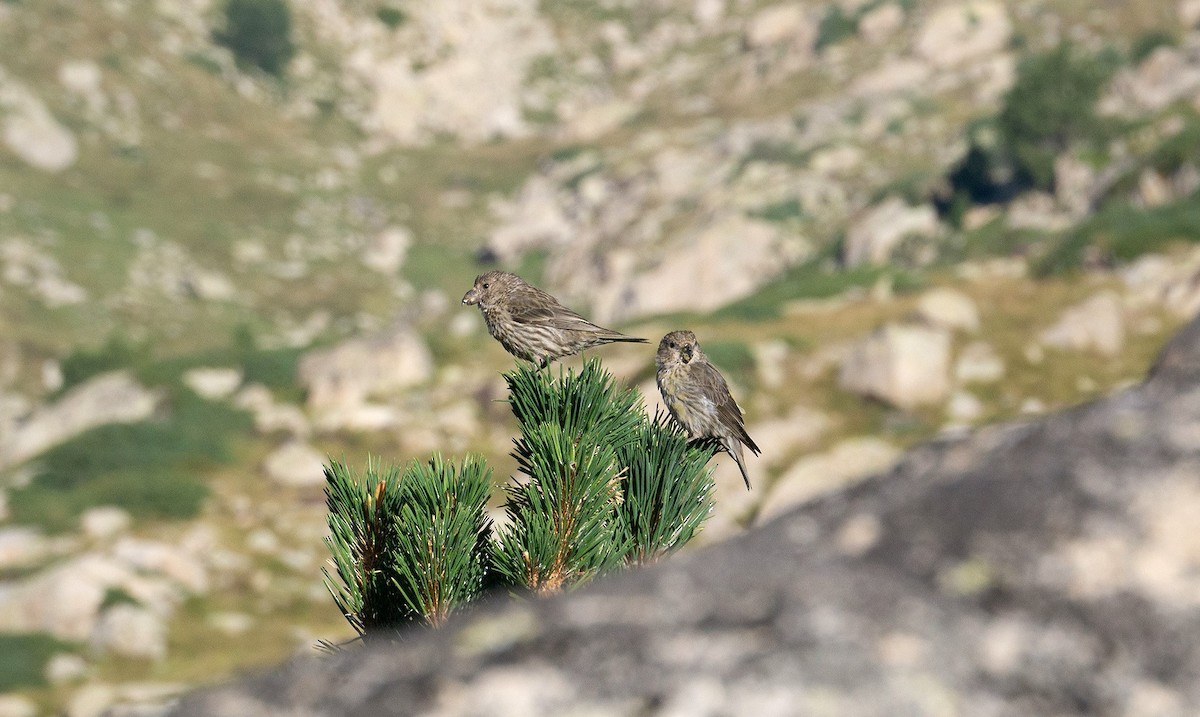 Red Crossbill - ML629586897