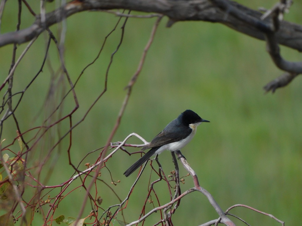 Restless Flycatcher - ML629586900