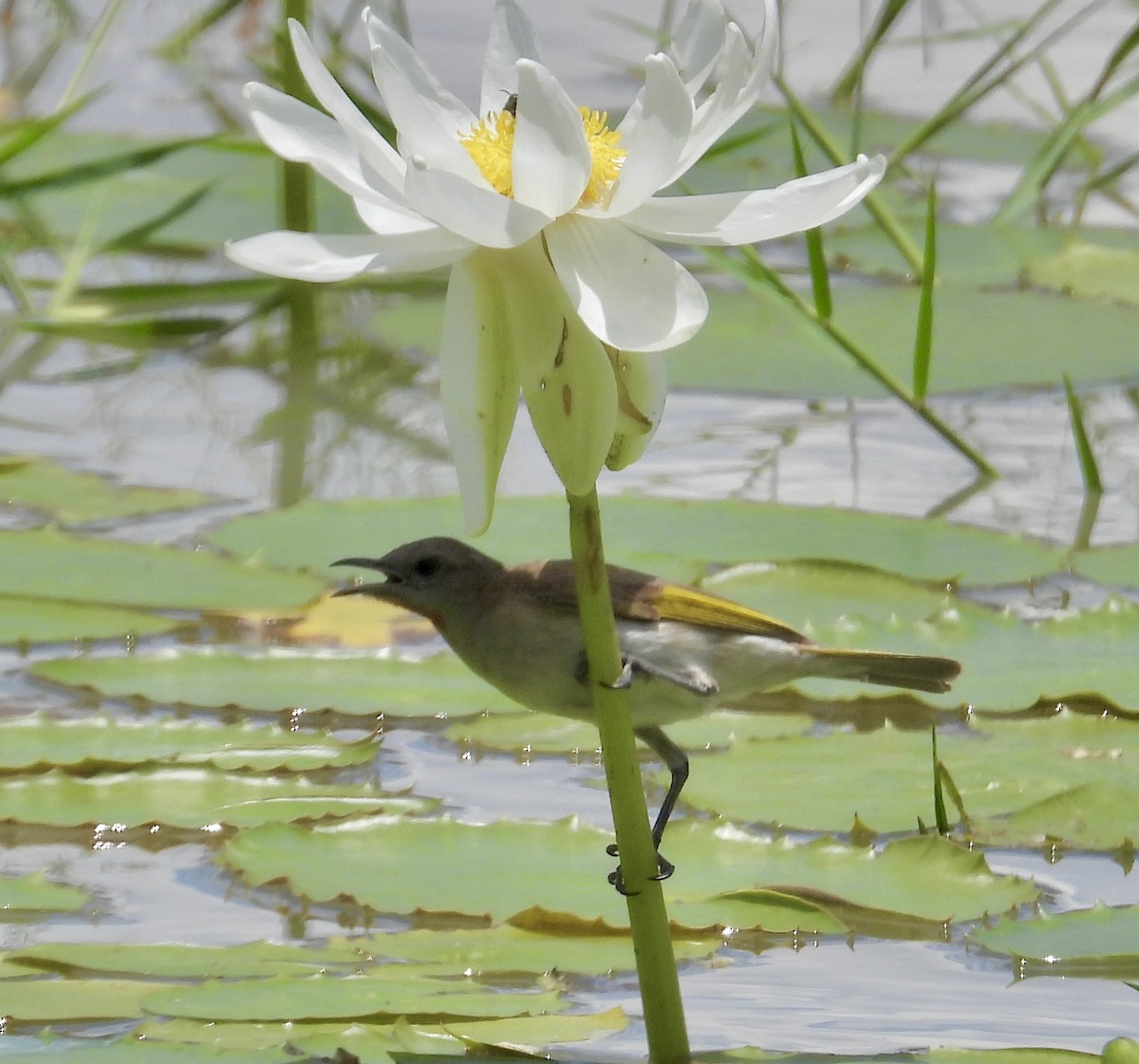 Rufous-throated Honeyeater - ML629586907