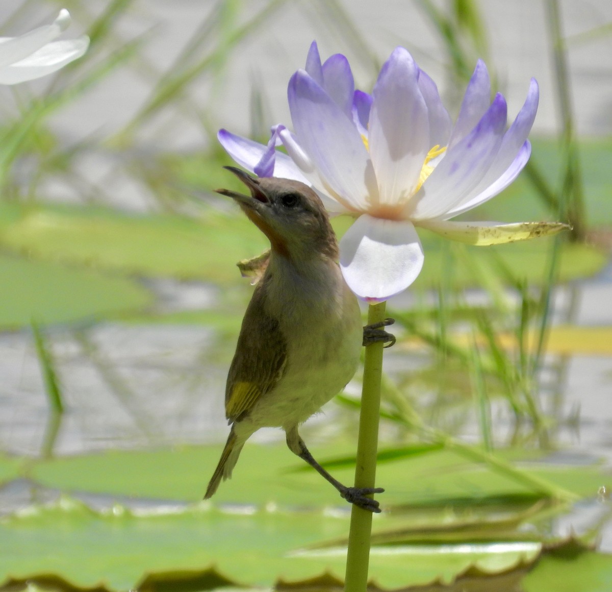 Rufous-throated Honeyeater - ML629586908