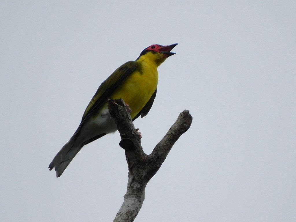 Australasian Figbird - ML629586992