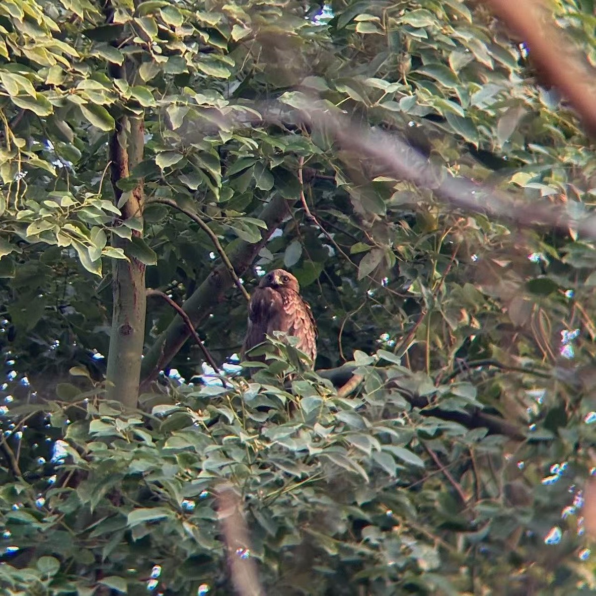 Бахим бүргэд - ML629587049