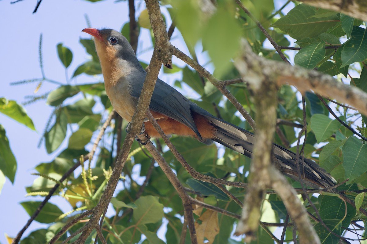 Red-billed Malkoha - ML629587139