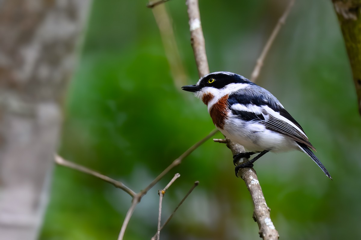 Chinspot Batis - ML629587283