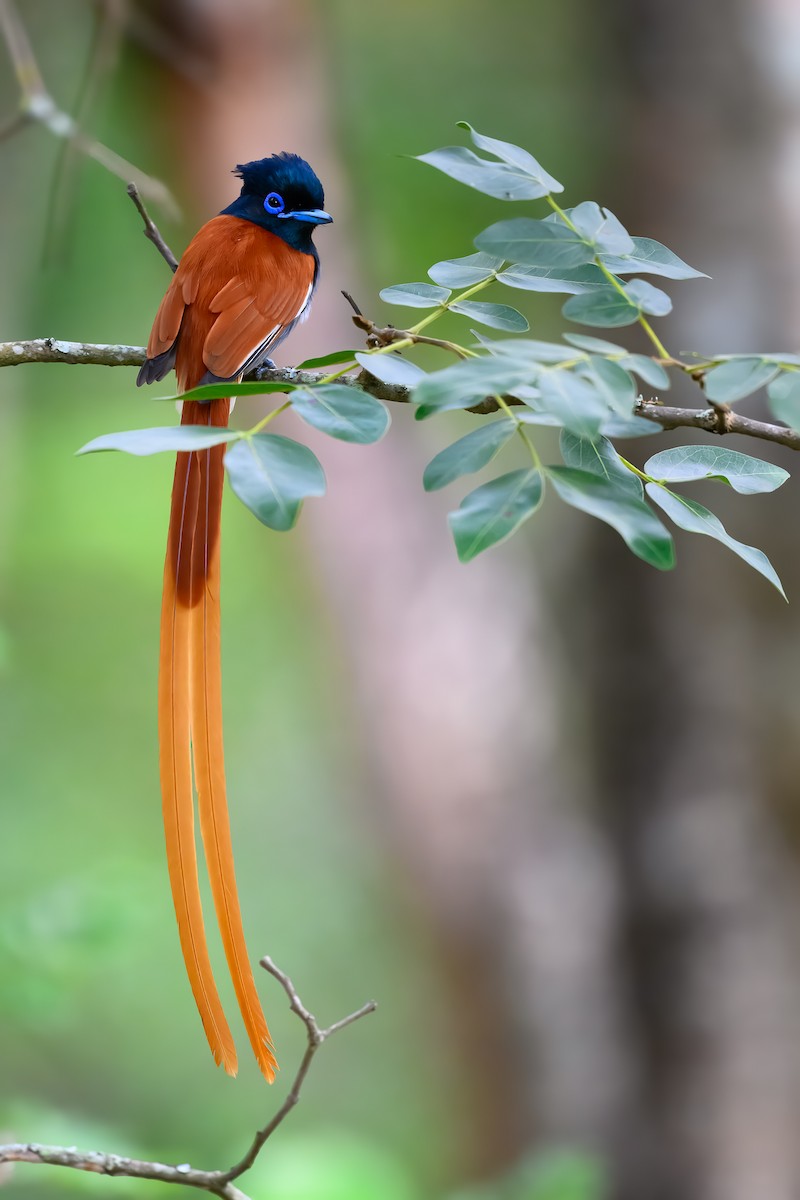 African Paradise-Flycatcher - ML629587288