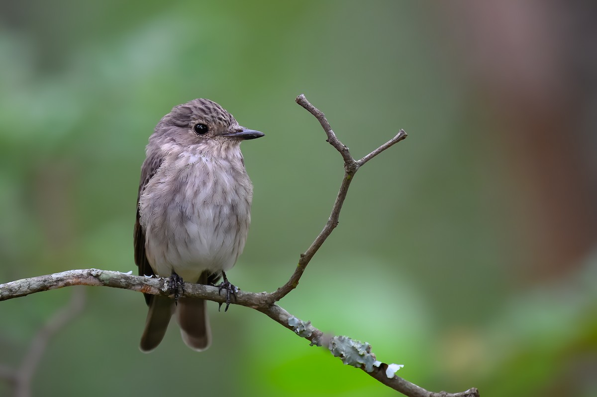 Spotted Flycatcher - ML629587301