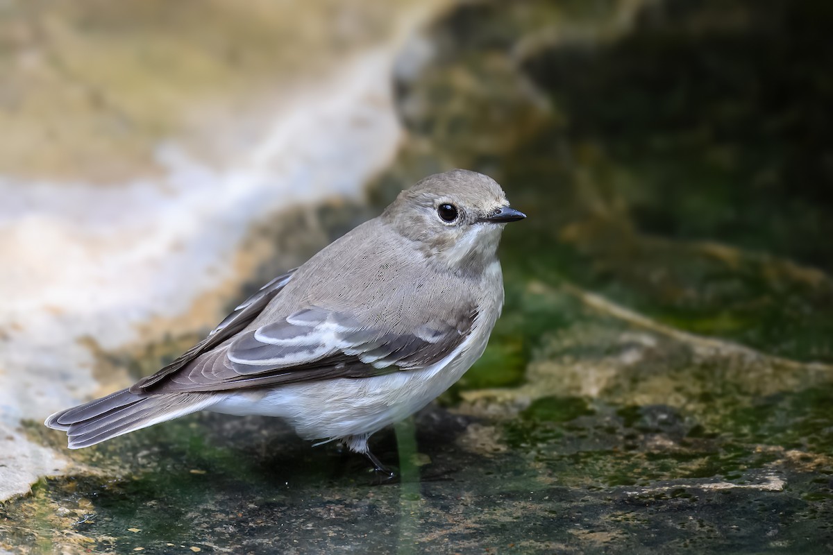 Semicollared Flycatcher - ML629587311