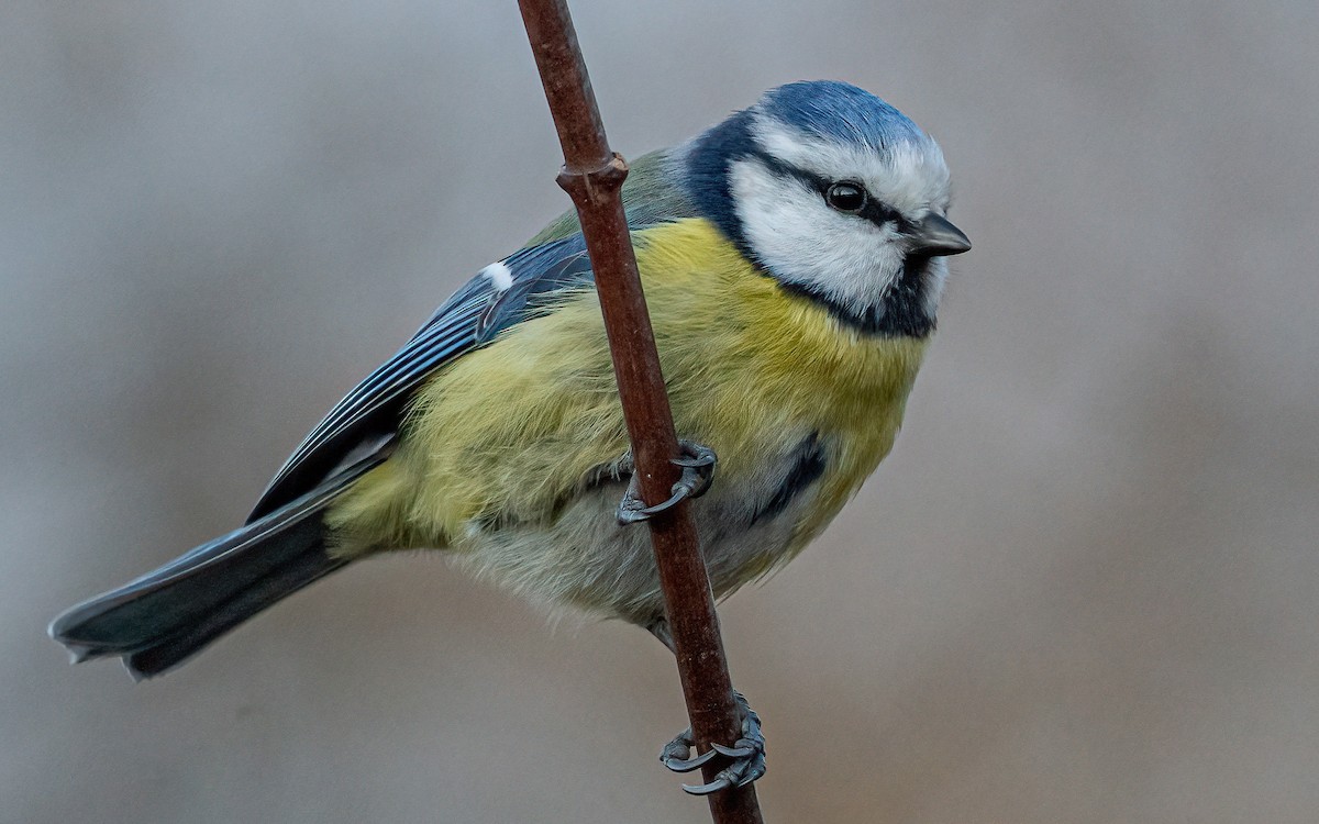 Eurasian Blue Tit - ML629587391