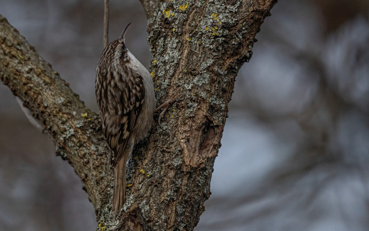 Short-toed Treecreeper - ML629587399