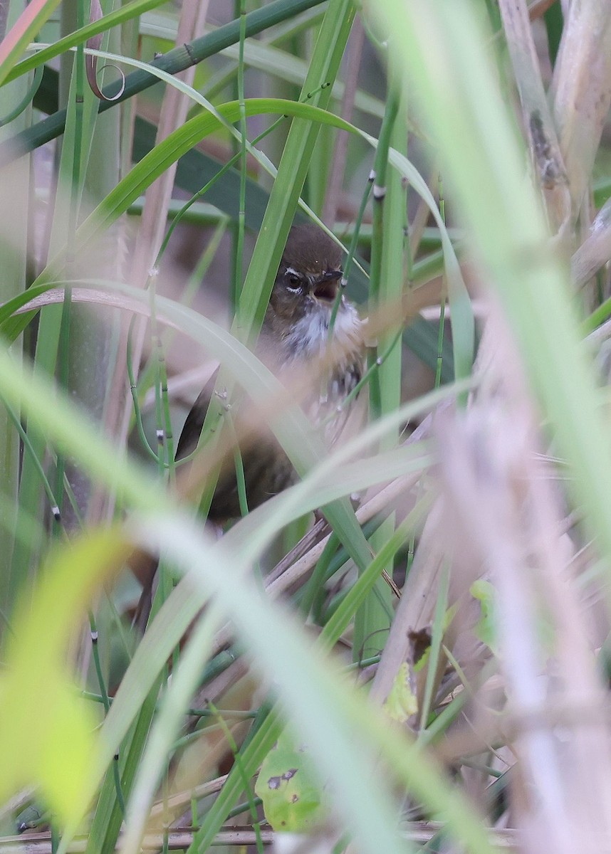 Marsh Babbler - ML629587730
