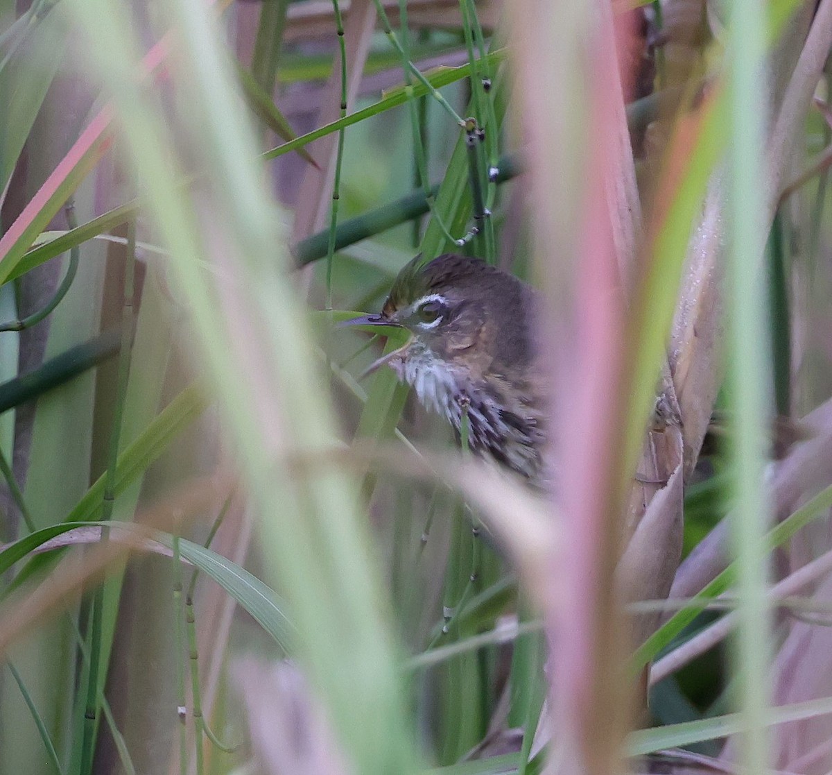 Marsh Babbler - ML629587738