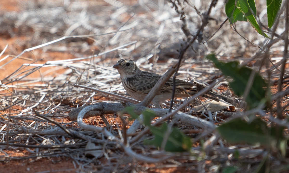 Singing Bushlark (Singing) - ML629588255