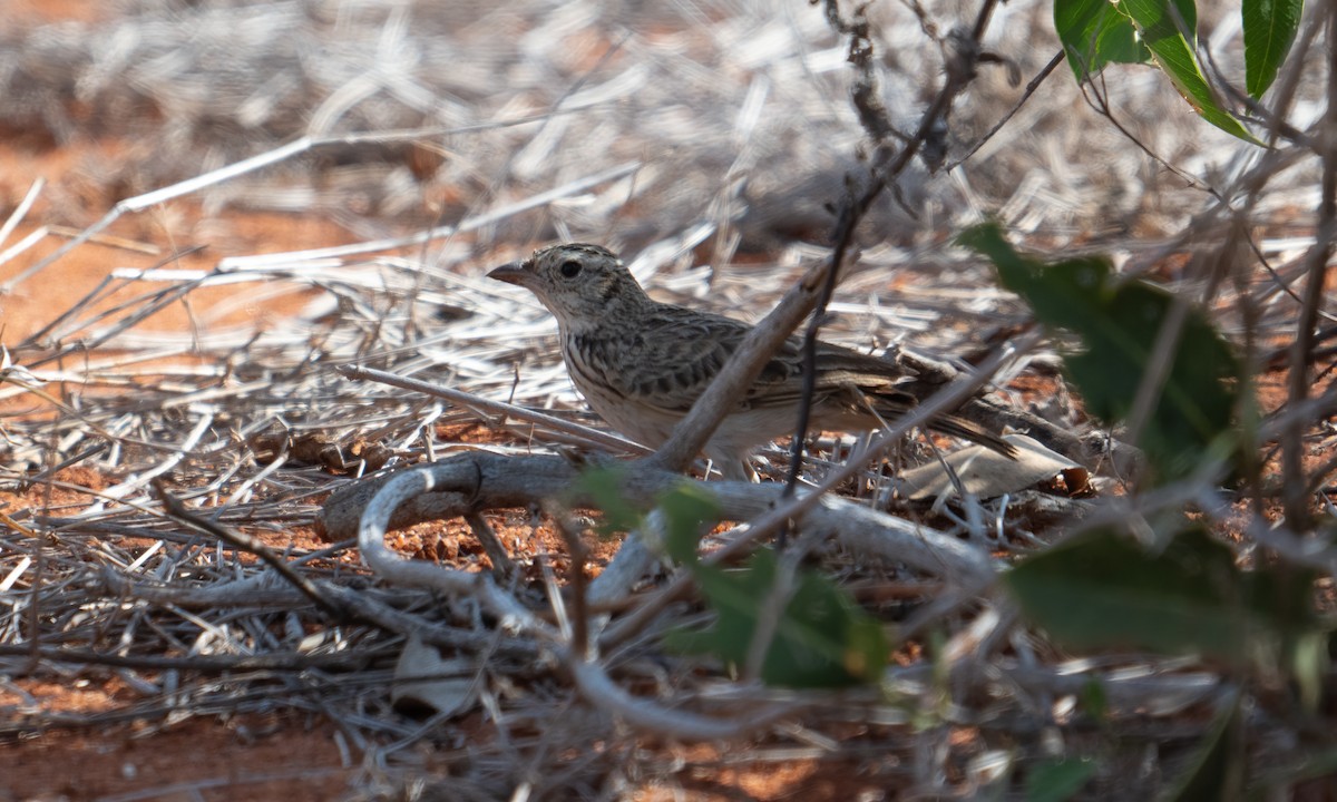 Singing Bushlark (Singing) - ML629588256