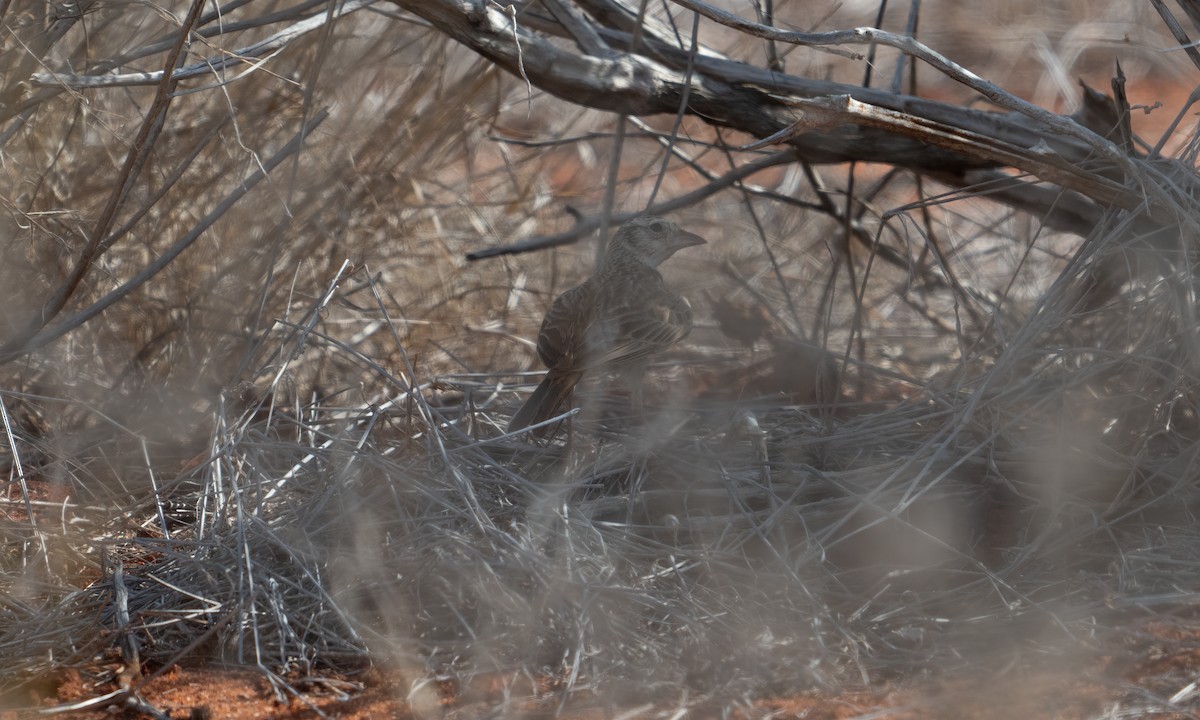 Singing Bushlark (Singing) - ML629588263