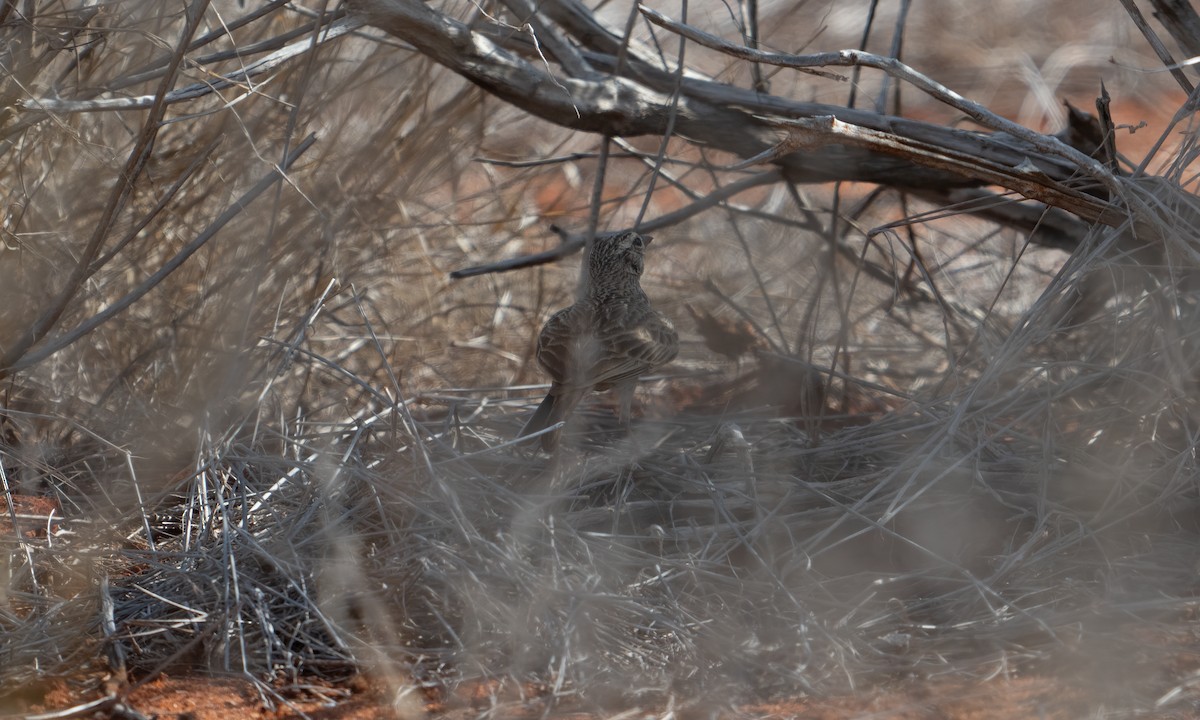 Singing Bushlark (Singing) - ML629588264