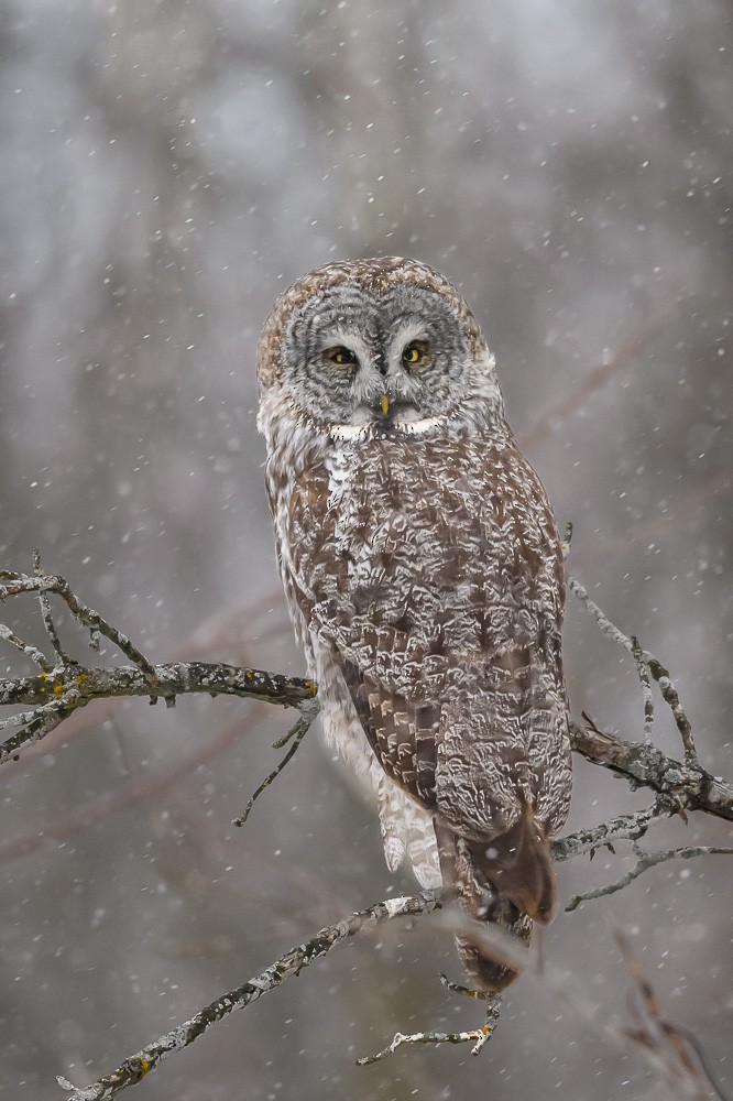 Great Gray Owl - ML629588462