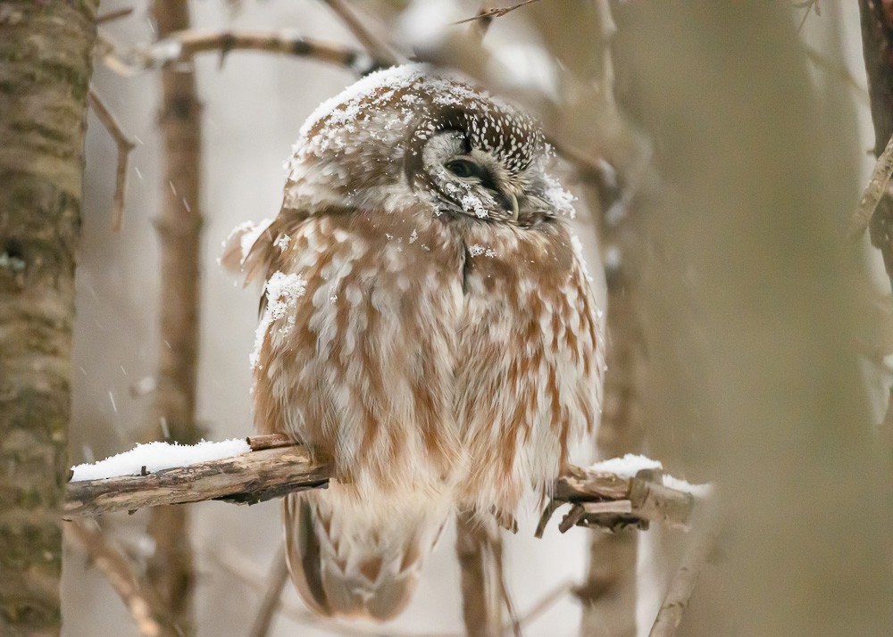 Boreal Owl - ML629588788