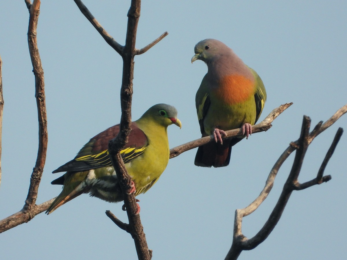 holub indomalajský - ML629588897